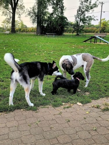 Eleanor Wallace Dog park