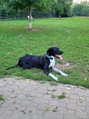 Eleanor Wallace Dog park