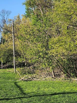 Hodge Park