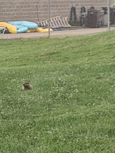Longview Park - Rock Island, IL