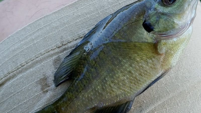 Foxs Lake Dam Park - Rockaway, NJ