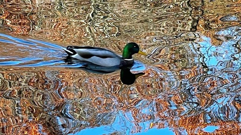 Foxs Lake Dam Park - Rockaway, NJ