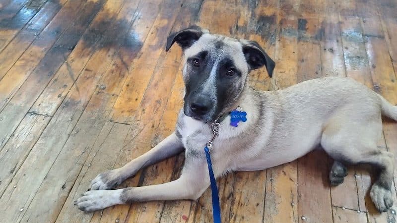 Paws-Itive Experience Pet Services - Rockaway, NJ
