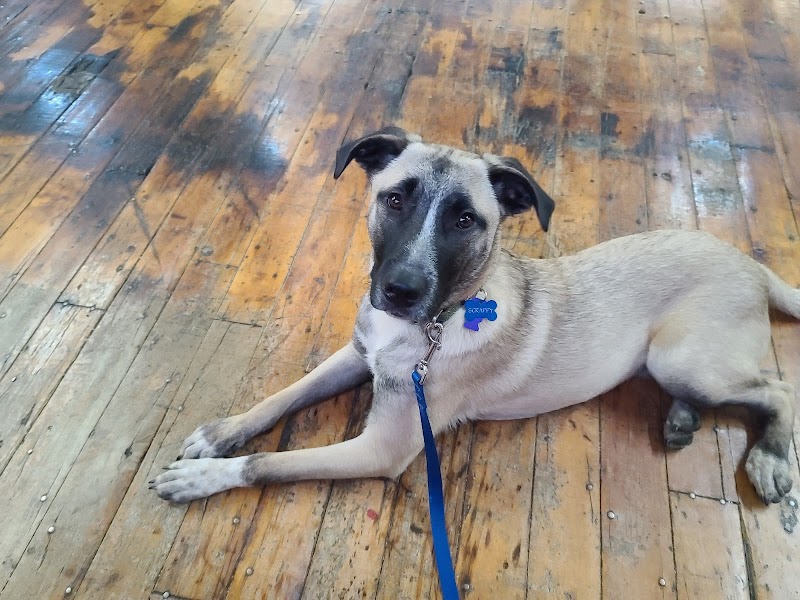 Paws-Itive Experience Pet Services - Rockaway, NJ