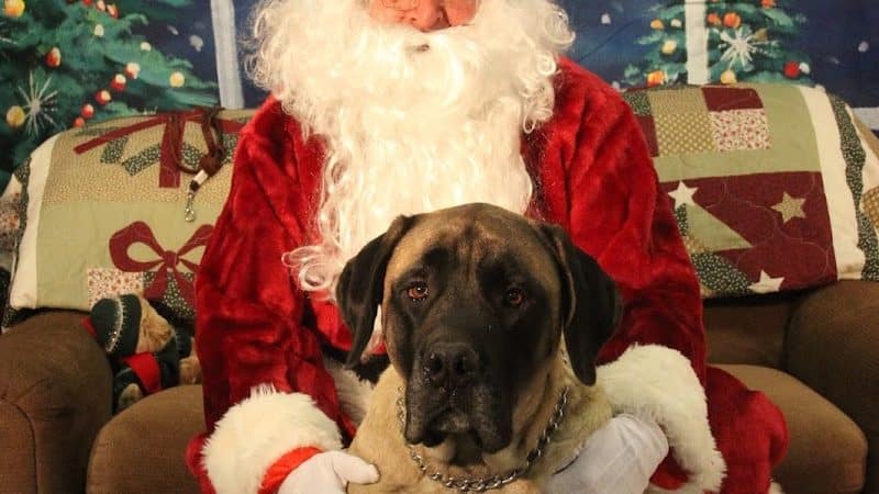 Paws-Itive Experience Pet Services - Rockaway, NJ