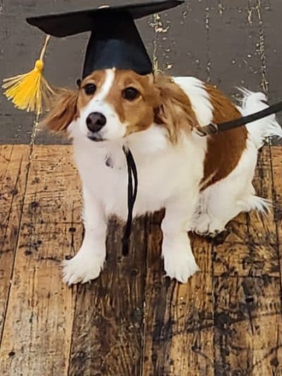 Paws-Itive Experience Pet Services - Rockaway, NJ