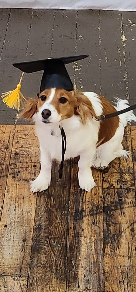 Paws-Itive Experience Pet Services - Rockaway, NJ