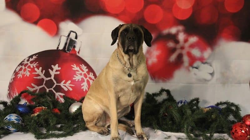 Paws-Itive Experience Pet Services - Rockaway, NJ