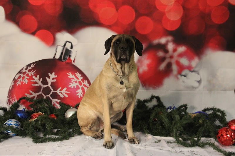 Paws-Itive Experience Pet Services - Rockaway, NJ