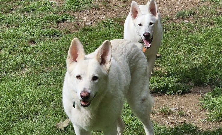 Paws-Itive Experience Pet Services - Rockaway, NJ