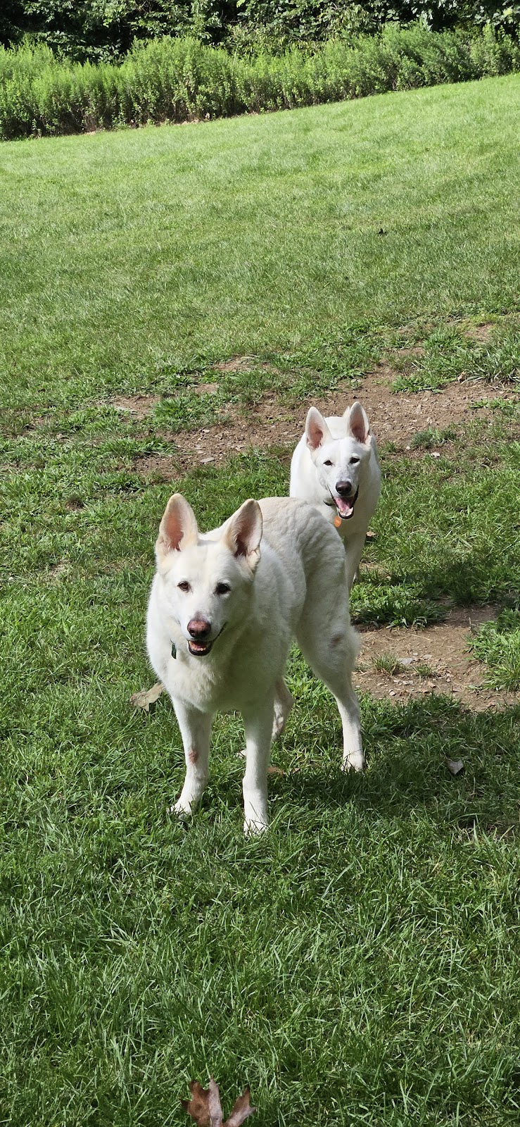 Paws-Itive Experience Pet Services - Rockaway, NJ