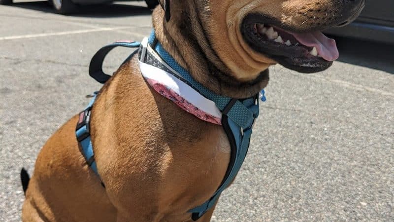 Paws-Itive Experience Pet Services - Rockaway, NJ