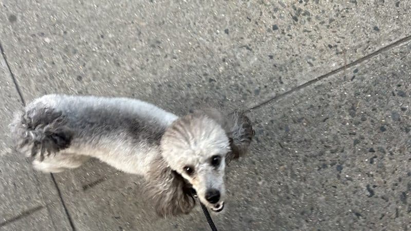 Paws-Itive Experience Pet Services - Rockaway, NJ