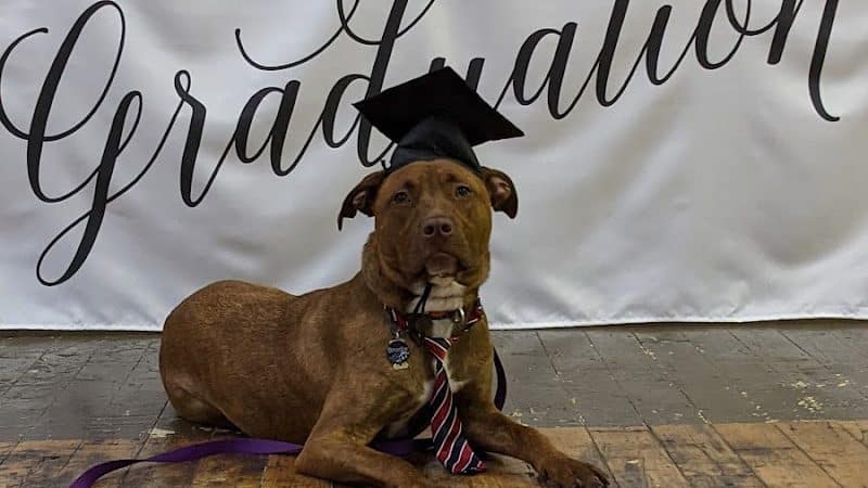 Paws-Itive Experience Pet Services - Rockaway, NJ