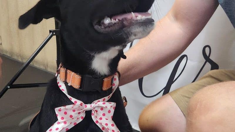 Paws-Itive Experience Pet Services - Rockaway, NJ