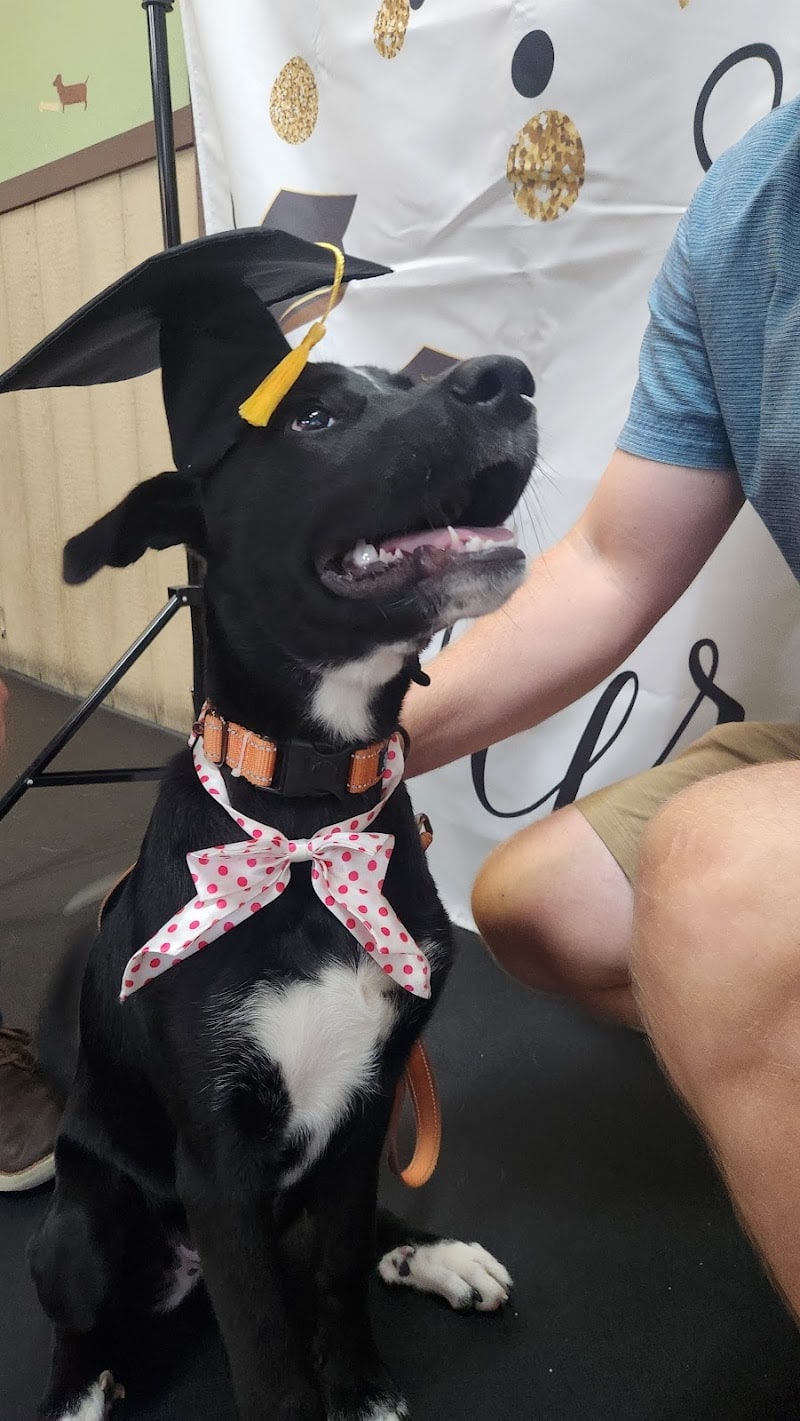 Paws-Itive Experience Pet Services - Rockaway, NJ