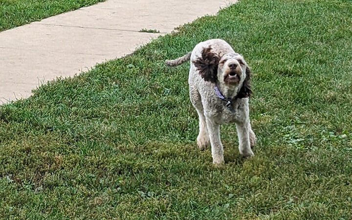 Canine Corners Dog Park - Elliot Park - Rockford, IL
