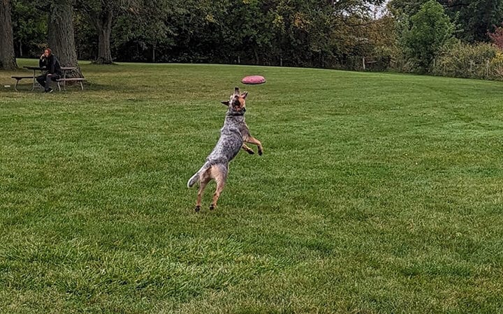 Canine Corners Dog Park - Elliot Park - Rockford, IL