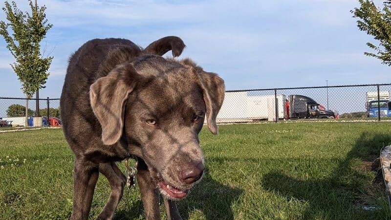 Dog Park at Love's Travel Stops - Rockford, IL