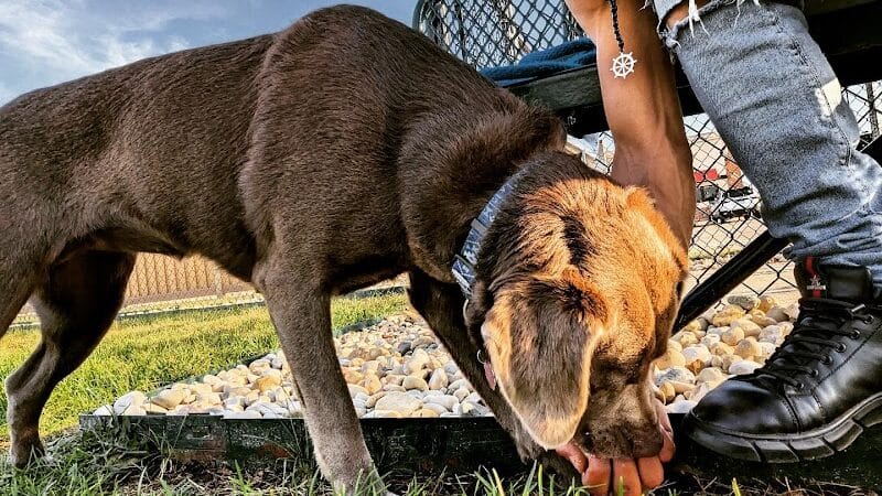 Dog Park at Love's Travel Stops - Rockford, IL