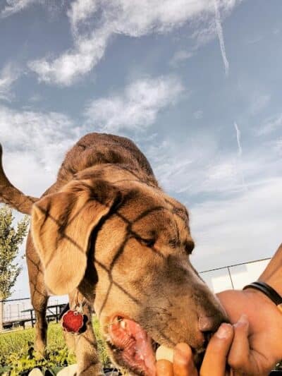 Dog Park at Love's Travel Stops - Rockford, IL