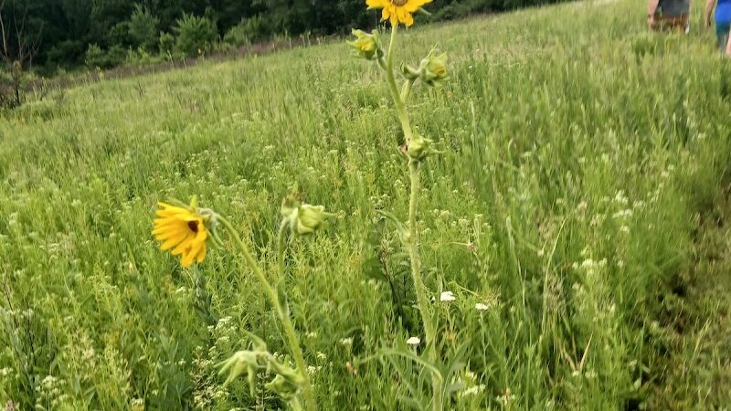 Searls Park - Rockford, IL