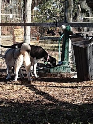 Rockport Dog Park - Rockport, TX