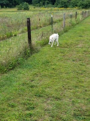 Barkwood Dog Park