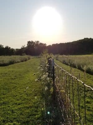 Barkwood Dog Park