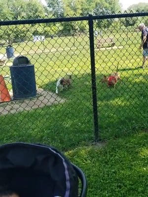Rocky Hill Dog Park