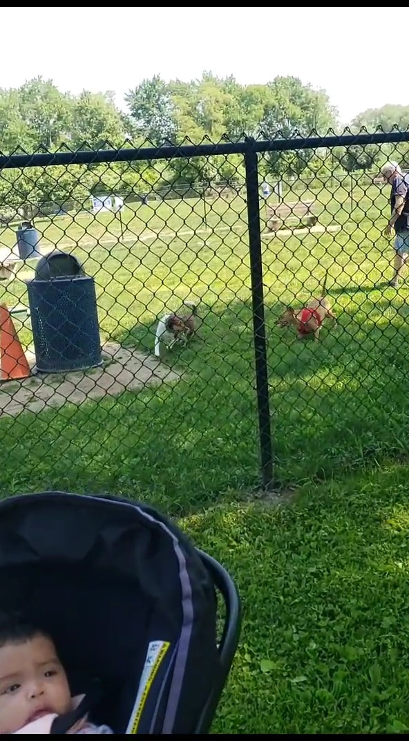Rocky Hill Dog Park - Rocky Hill, CT