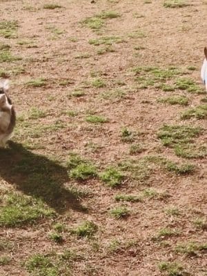Rocky Hill Dog Park