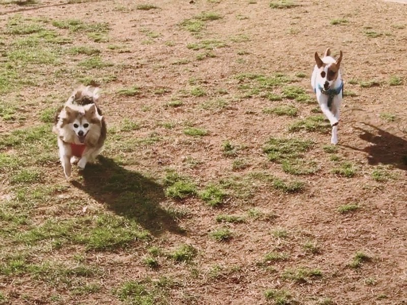 Rocky Hill Dog Park - Rocky Hill, CT