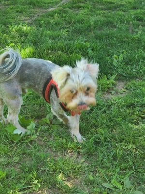 Rocky Hill Dog Park