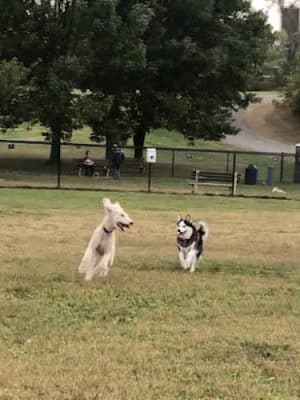 Rocky Hill Dog Park