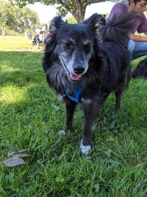 Rocky Hill Dog Park