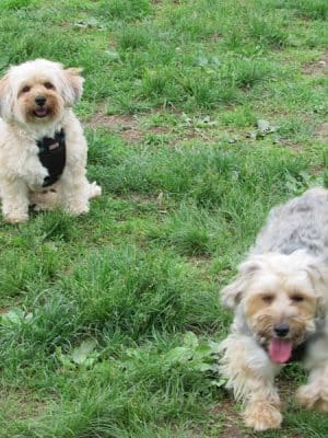 Rocky Hill Dog Park