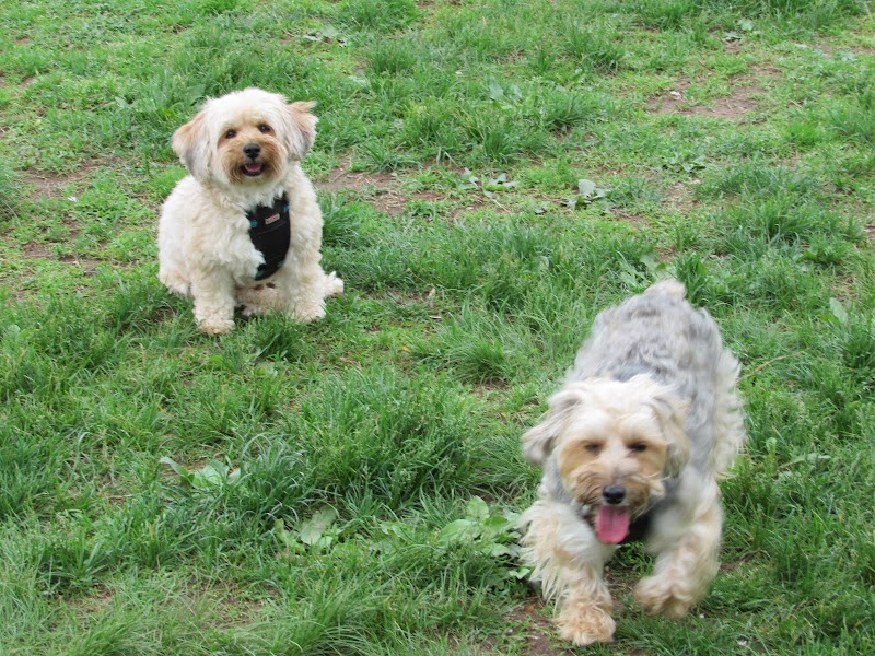 Rocky Hill Dog Park - Rocky Hill, CT