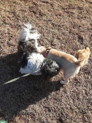 Rocky Hill Dog Park