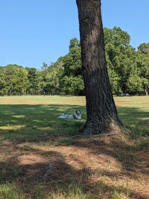 Best Friend's Dog Park