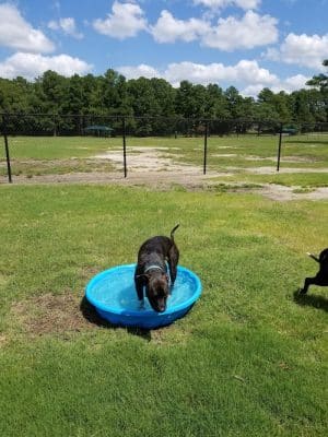 Best Friend's Dog Park