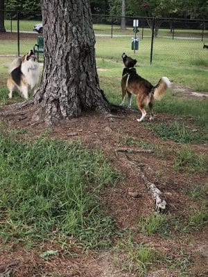 Best Friend's Dog Park