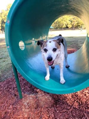 Best Friend's Dog Park