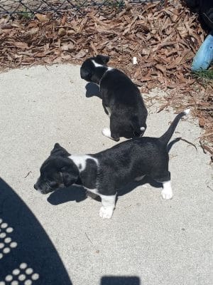 Best Friend's Dog Park