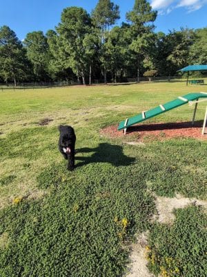 Best Friend's Dog Park