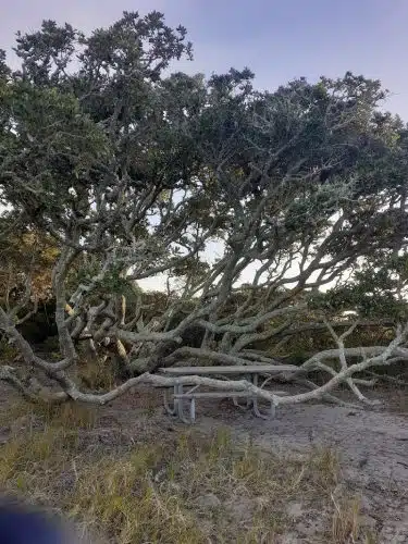 Salvo Day Area Outer Banks