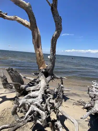 Salvo Day Area Outer Banks