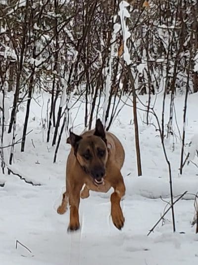 Crow Hassan Dog Park - Rogers, MN