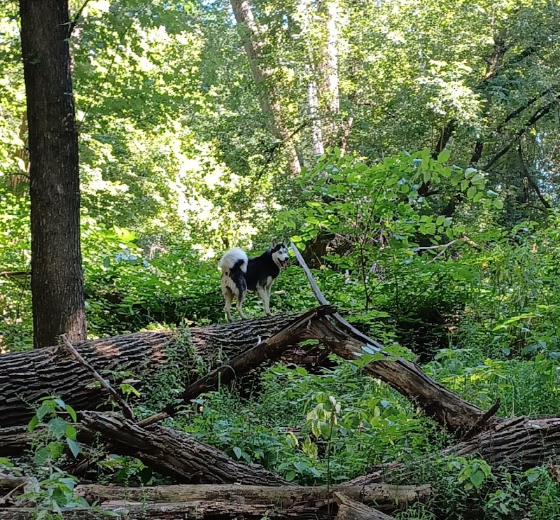 Crow Hassan Dog Park - Rogers, MN