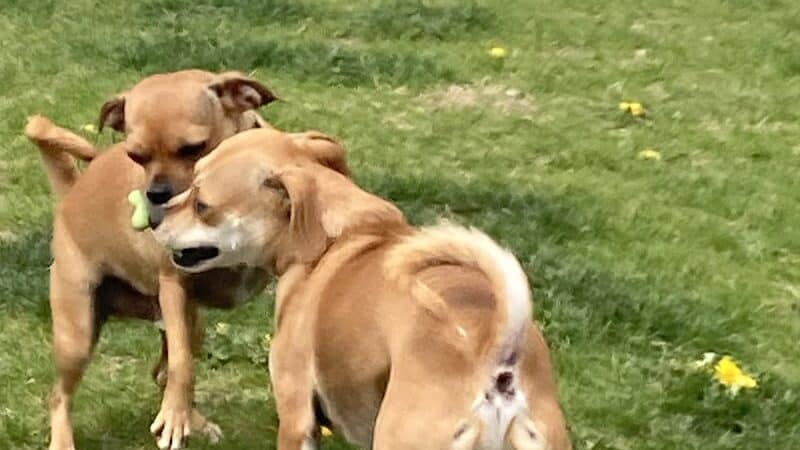 Dog Park at Love's Travel Stops - Roscoe, IL